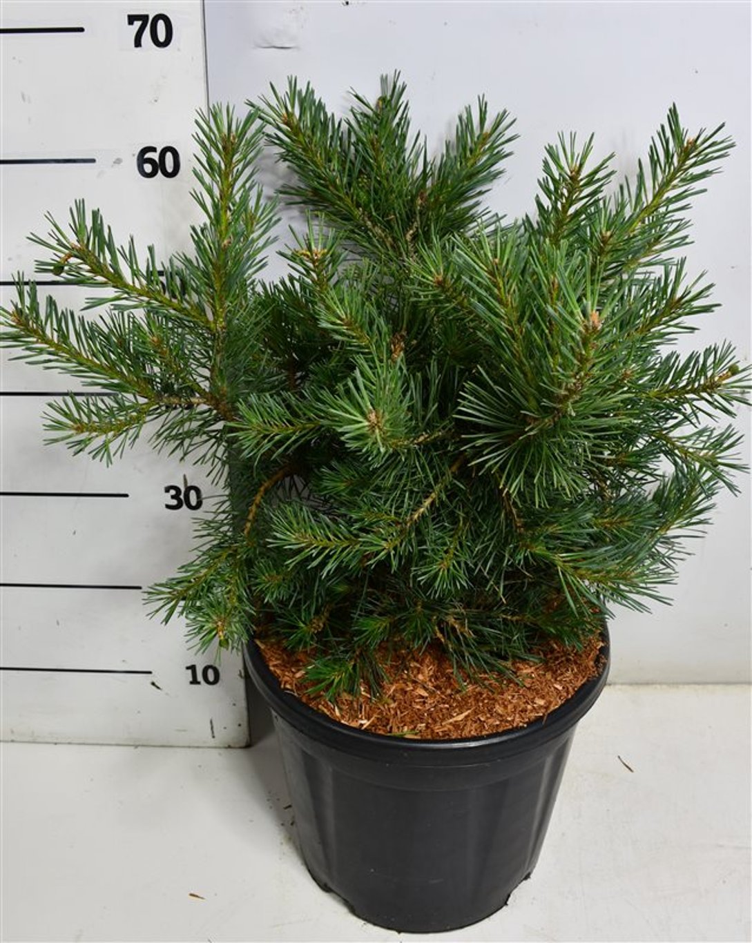 Pinus sylv. 'Repens' - C12 40-50 CM